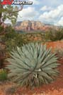 Sedona-Scenic-2479