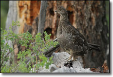 Alpine, Wyoming Stewart Trail Grouse