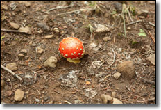 Spotted Red Mushroom