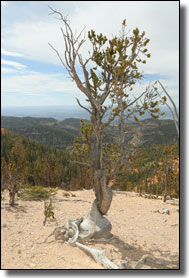 Bristlecone Pine Tree - Dixie National Forest