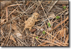 Horned Toad - Dixie National Park