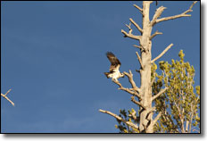 Osprey - Dixie National Park