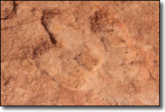 Sand Hollow State Park Dinosaur Tracks