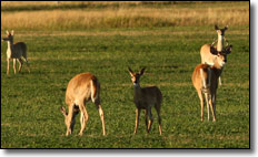 White Tailed Deer  - ATV / UTV Hunting usage