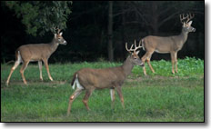 Whte Tail Deer Bucks