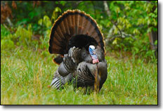 Dual Shot Outdoors Turkey Hunt