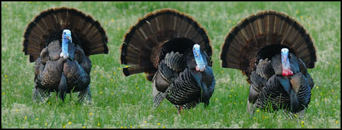 Dual Shot Outdoors Turkey Hunt
