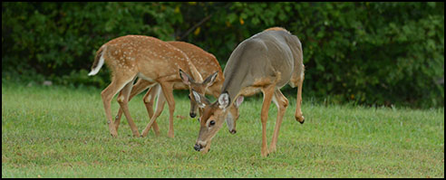 West Virginia White Tail Deer