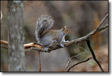 West Virginia Squirrel